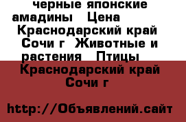 черные японские амадины › Цена ­ 1 000 - Краснодарский край, Сочи г. Животные и растения » Птицы   . Краснодарский край,Сочи г.